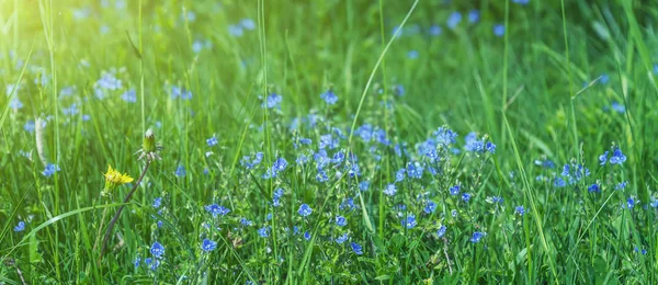 Floración Azul Violeta Hierba Verde Parque Jardín — Foto de Stock