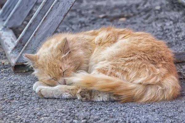 Бездомный Красный Кот Спит Мокром Асфальте После Дождя — стоковое фото