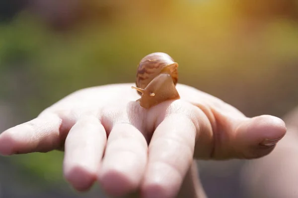 Caracoles Mano Ahatina Sientan Sus Manos Pequeñas Mascotas — Foto de Stock