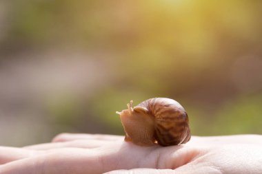 ahatina el salyangoz ellerine, küçük pets otur.