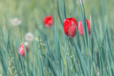 Park, Bahçe yeşil çim kırmızı lale çiçek açan