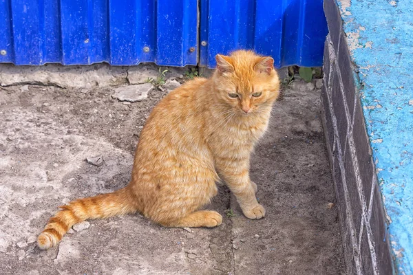 고양이 노숙자 울타리 배고픈 동물의 피곤해 보이는에 — 스톡 사진