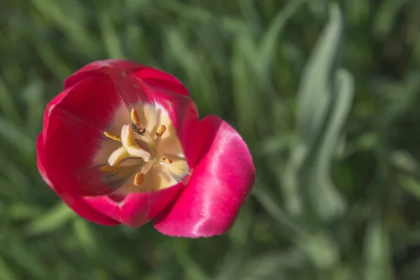 Tulipes Rouges Fleurs Dans Herbe Verte Dans Parc Dans Jardin — Photo