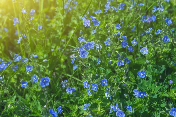 Floración Azul Violeta Hierba Verde Parque Jardín — Foto de Stock