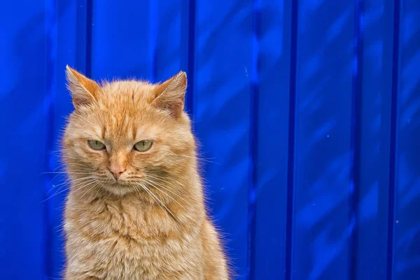 Gatto Rosso Senzatetto Siede Uno Sfondo Blu Recinzione Uno Sguardo — Foto Stock