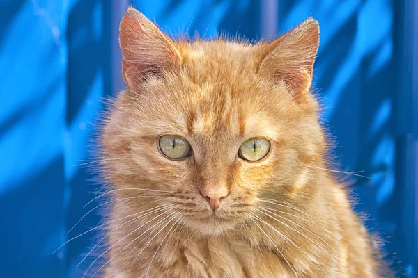 Gatto Rosso Senzatetto Siede Uno Sfondo Blu Recinzione Uno Sguardo — Foto Stock