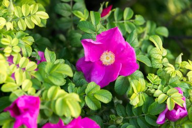 Eflatun çiçekler üzerinde yeşil bir çayırda gündoğumu, akşam güneşi