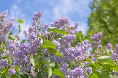 güneşli havalarda Lila, beyaz leylak çiçek çiçek demetleri