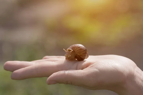 Hand Slakken Van Ahatina Zitten Hun Handen Kleine Huisdieren — Stockfoto