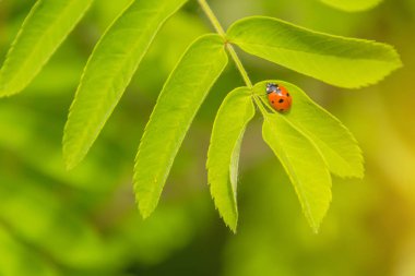 bir çiçek, bir uğur böceği çim üzerinde sürünen küçük böcek