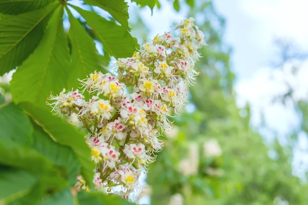 Bloeiende Bossen Van Kastanje Witte Mooie Bloemen Bij Zonnig Weer — Stockfoto