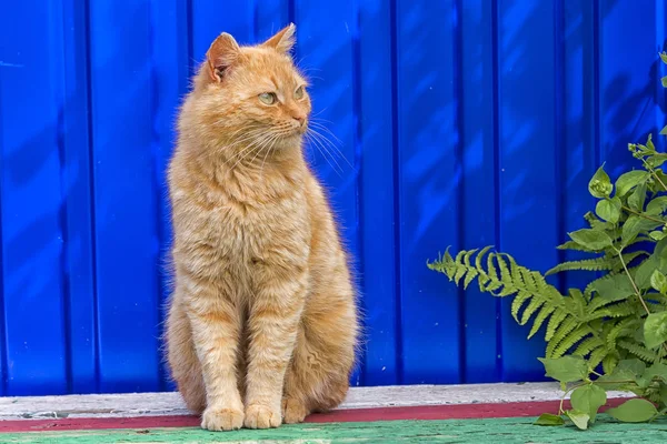 Gato Vermelho Sem Teto Senta Fundo Cerca Azul Olhar Cansado — Fotografia de Stock