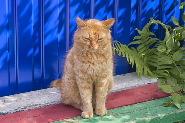 Gato Vermelho Sem Teto Senta Fundo Cerca Azul Olhar Cansado — Fotografia de Stock