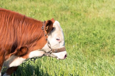 rengarenk bir buzağı bir çayır, yaz hava güneş altında yeşil ot yiyor