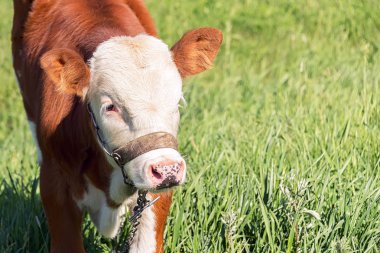 rengarenk bir buzağı bir çayır, yaz hava güneş altında yeşil ot yiyor