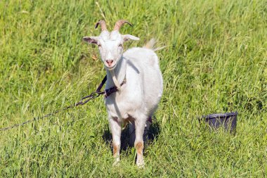 beyaz keçi çim yeşil, sulu bir çayır güneşli havalarda yaz aylarında yiyor