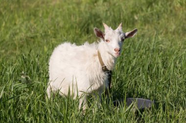 beyaz keçi çim yeşil, sulu bir çayır güneşli havalarda yaz aylarında yiyor