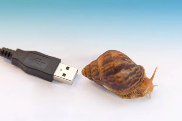 snails and computer cord concept of slow internet