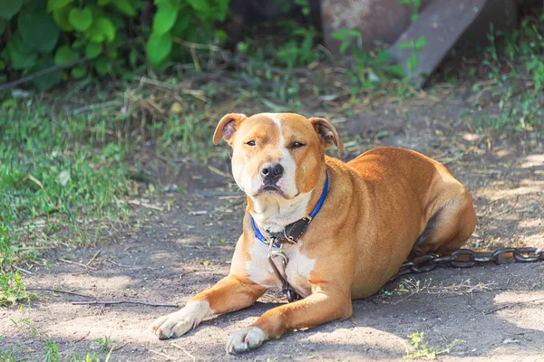 Evsiz Köpek Sokakta Yaz Güneşin Sıcak Havalarda Sahibin Bekliyorum — Stok fotoğraf