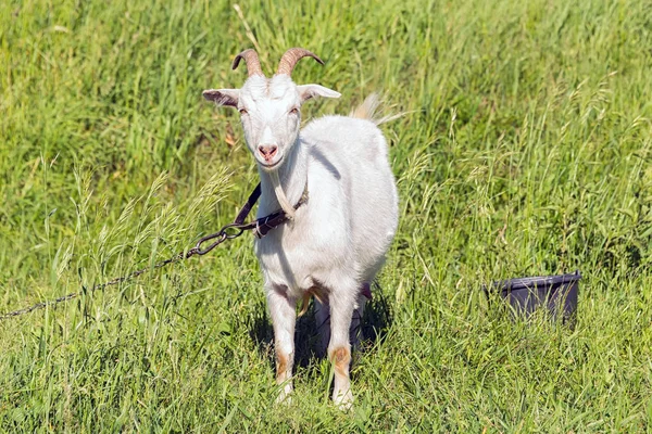 beyaz keçi çim yeşil, sulu bir çayır güneşli havalarda yaz aylarında yiyor