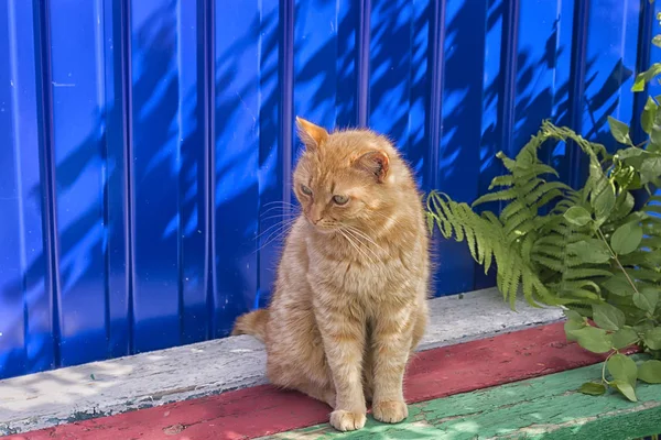 Gatto Rosso Senzatetto Siede Uno Sfondo Blu Recinzione Uno Sguardo — Foto Stock