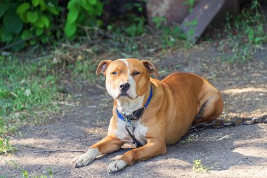 Evsiz, aç köpek sokakta, yaz güneşin sıcak havalarda sahibin bekliyorum