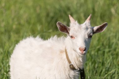 beyaz keçi çim yeşil, sulu bir çayır güneşli havalarda yaz aylarında yiyor