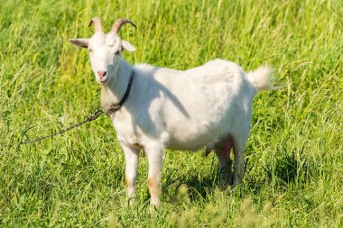 beyaz keçi çim yeşil, sulu bir çayır güneşli havalarda yaz aylarında yiyor