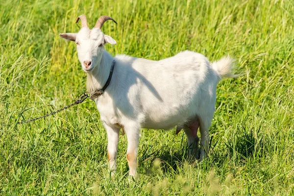 beyaz keçi çim yeşil, sulu bir çayır güneşli havalarda yaz aylarında yiyor