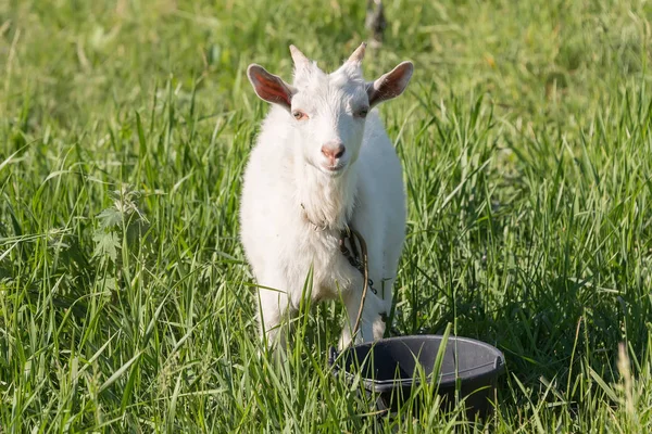 beyaz keçi çim yeşil, sulu bir çayır güneşli havalarda yaz aylarında yiyor