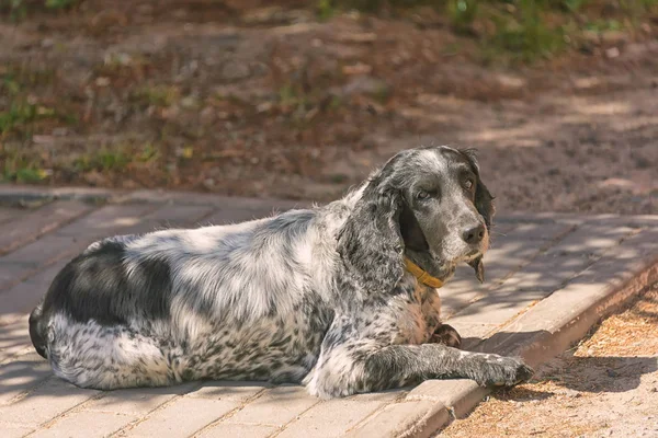 Shaggy Spaniel Väntar Ägaren Gatan Sommarsolen Förlorad Djur — Stockfoto