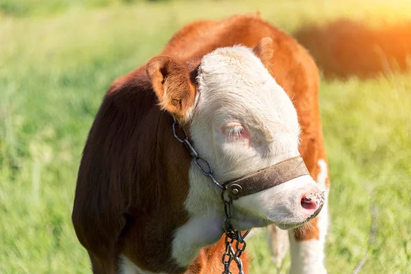 rengarenk bir buzağı bir çayır, yaz hava güneş altında yeşil ot yiyor