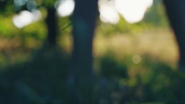 çocuk çıplak ayak yeşil çim zemin parlak güneş, seçici odak karşı boyunca yürüyüş