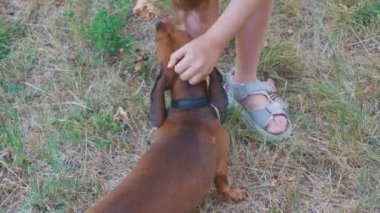 Onun en sevdiğim köpek dachshund kulağın arkasına tırmalamak küçük kız bebek