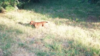 avcılık daksund köpek av doğa parkta çimlere arıyorsunuz