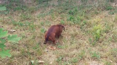 bir küçük daksund köpek çim parkta ne aradığını doğada boyunca çalışır