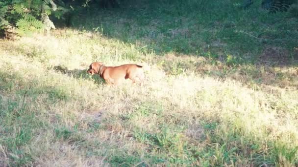 Caça Cão Dachshund Procura Presas Grama Natureza Parque — Vídeo de Stock