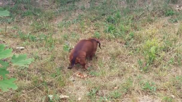 それが探しているもの 自然の公園で草に沿って走る小さなダックスフント犬 — ストック動画