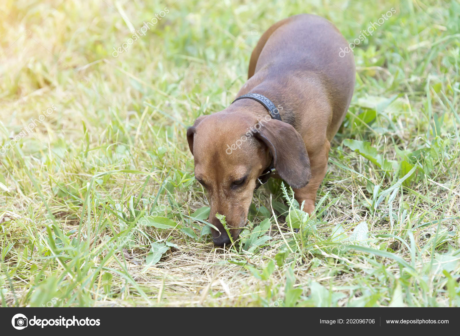 Teckel Chien Chasse Basset Promenades Long Herbe Dans Rue