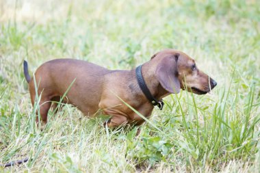 sokakta parkta çimlere boyunca Basset av köpeği dachshund, yürür