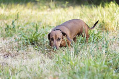 sokakta parkta çimlere boyunca Basset av köpeği dachshund, yürür
