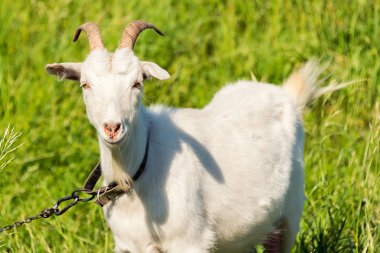 beyaz keçi çim yeşil, sulu bir çayır güneşli havalarda yaz aylarında yiyor