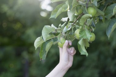 El ile bahçe içinde ağaç dalları üzerinde ağırlığında olgunlaşmamış yeşil elma streç
