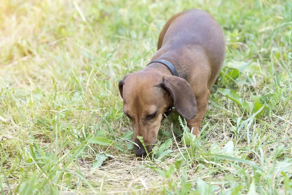 Sokakta Parkta Çimlere Boyunca Basset Köpeği Dachshund Yürür — Stok fotoğraf