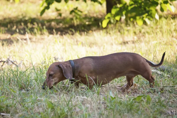 Hunting Dog Dachshund Basset Walks Grass Street Park — Stock Photo, Image