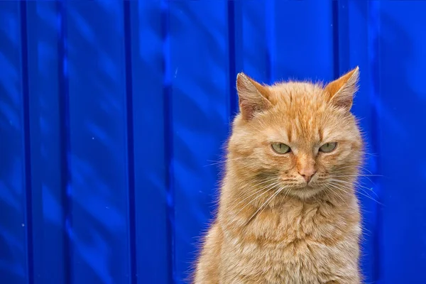 Egy Hajléktalan Vörös Macska Kék Kerítés Háttér Egy Fáradt Pillantást — Stock Fotó