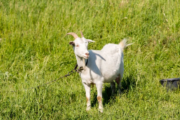 White Goat Eats Green Juicy Grass Meadow Sunny Weather Summer — Stock Photo, Image