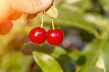 yakın çekim dal olgun kiraz