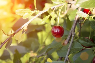 yakın çekim dal olgun kiraz