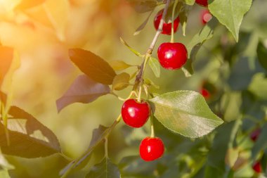 yakın çekim dal olgun kiraz